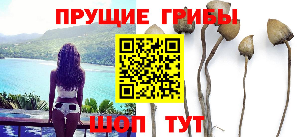 Псилоцибиновые грибы GOLDEN TEACHER  Вход с VPN  Шатура  Псилоцибиновые грибы MAGIC MUSHROOMS 